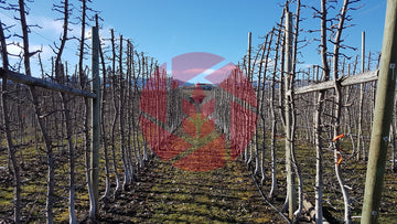 Vertical apple orchard