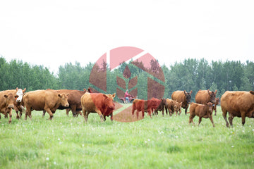 Rancher checking cows in a pasture