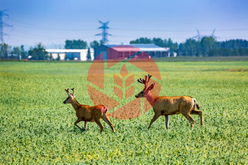 Deer in a pea field