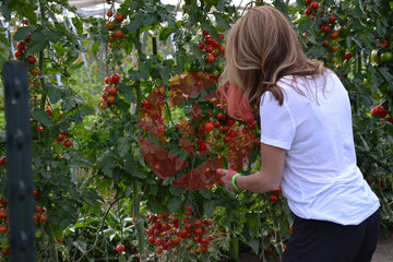 Inspecting cherry tomatoes in polyhouse