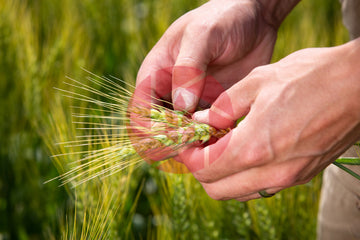 Close up of farmer handling wheat