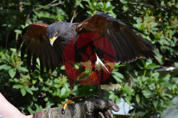 Harris Hawk Raptor - Birds of Prey