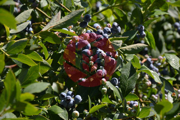 Bluecrop Highbush Blueberries