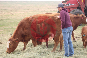 Young man scratching a cow