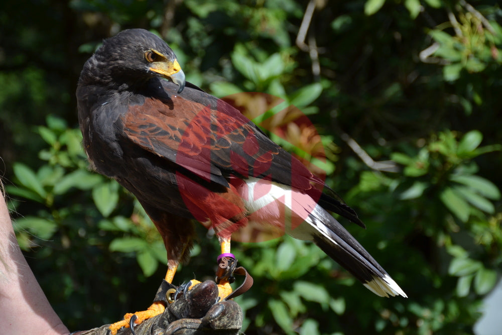 Harris Hawk Raptor - Birds of Prey