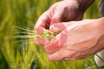 Farmer holding wheat in their hands