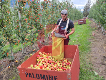 Harvesting apples
