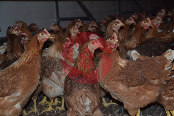 Lohman Brown Laying Hens Free Run Barn