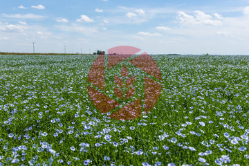 Flowering Flax Field