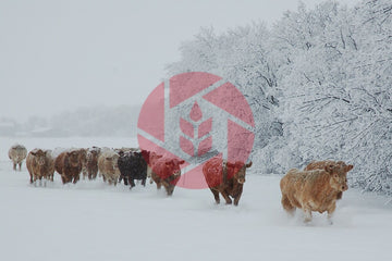 Cattle in Hoarfrost Heaven