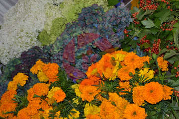 Cut flowers ornamental plants