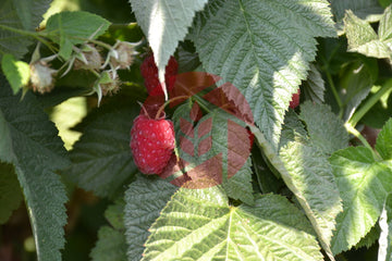 Raspberry closeup