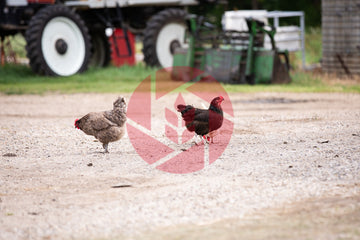 Chickens walking across a farm yard
