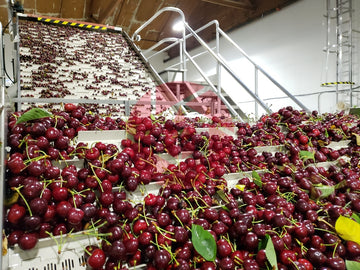 Cherries on a belt at a processing facility