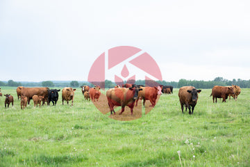 Cattle in summer pasture