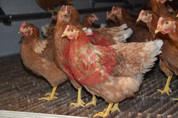 Lohman Brown Laying Hens Free Run Barn