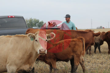 Young man checking cattle