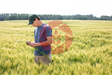 Farmer examining wheat
