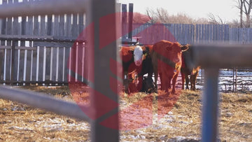 Cattle on a Manitoba Farm