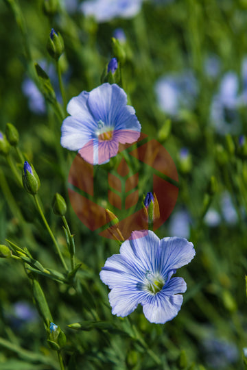 Flowering Flaxseed