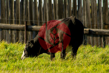 Black Angus Simmental steer grazing