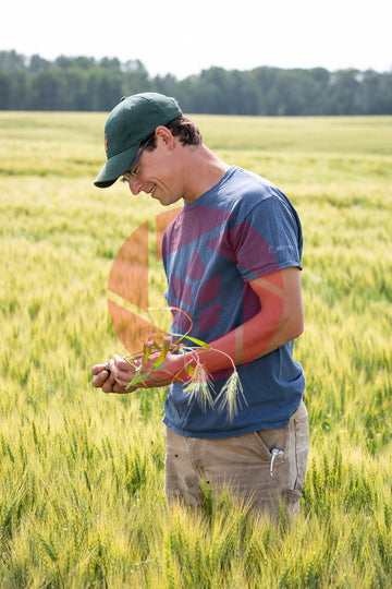 Farmer examining wheat