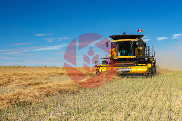  Combine harvester in field