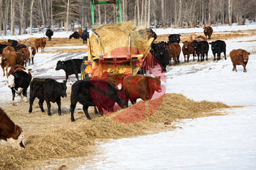 Shredding hay for cattle