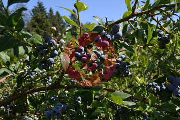 Bluecrop Highbush Blueberries