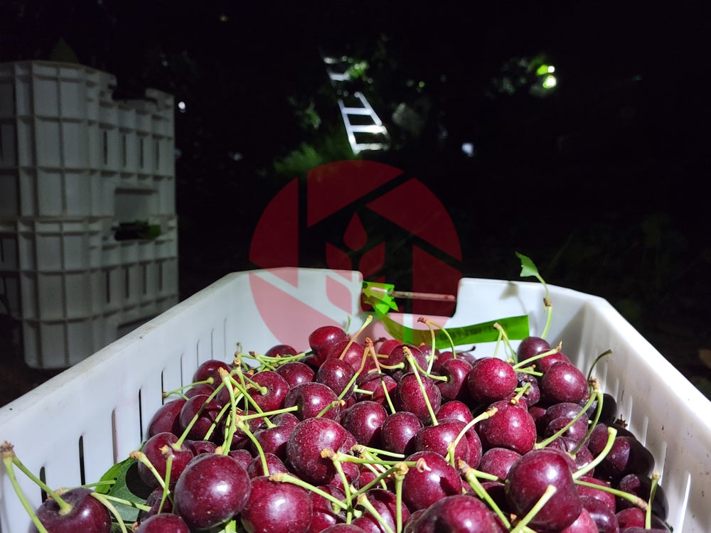 Cherries in a bin during a night harvest