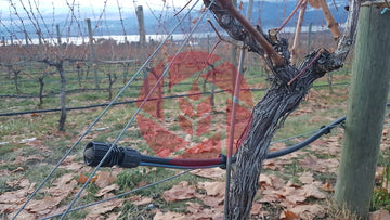 Grape vine with irrigation