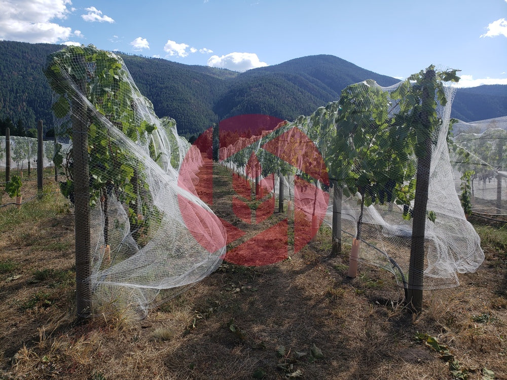 Grapes with nets to protect from birds